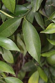              Shade leaves (Riverside, CA)       
