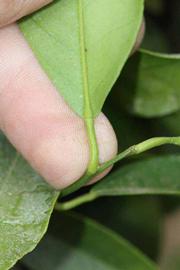              Petiole (Riverside, CA)       