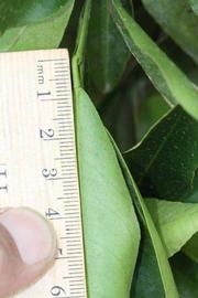              Unifoliolate leaf (Riverside, CA)       
