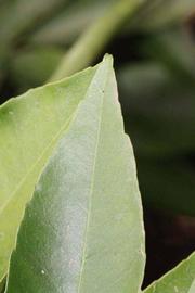              Margin (Winter Haven, FL)       