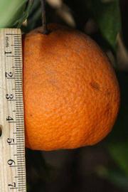            Fruit (Riverside, CA)   