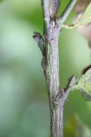                 Second - third year twig (Monroe, Riverside,   CA)       