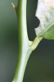                 First year twig (Monroe, Riverside,   CA)       