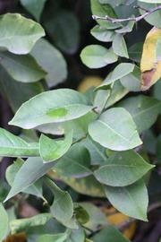               Sun leaves (Monroe, Riverside, CA)   