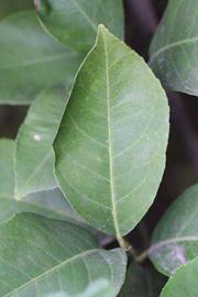                 Unifoliolate leaf (Monroe, Riverside,   CA)       