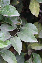               Sun leaves (Monroe, Riverside, CA)   