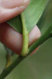                Petiole (Monroe, Riverside,   CA)       