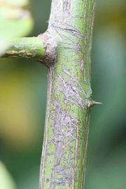                 Second - third year twig (Monroe, Riverside,   CA)       