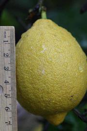                Fruit (Monroe, Riverside, CA)       