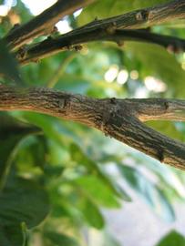              Second - third year twig (Winter Haven, FL)       