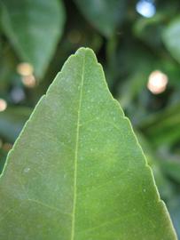              Margin (Winter Haven, FL)       