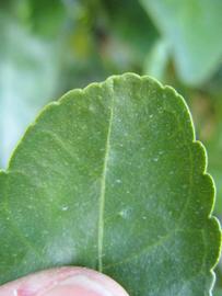              Margin (Winter Haven, FL)       