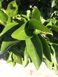            Sun leaves (Winter Haven, FL)   