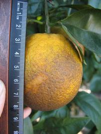              Fruit (Winter Haven, FL)       