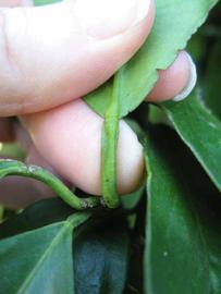              Petiole (Winter Haven, FL)       