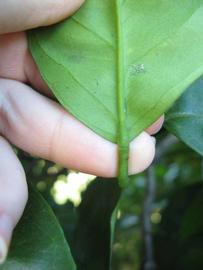              Petiole (Winter Haven, FL)       