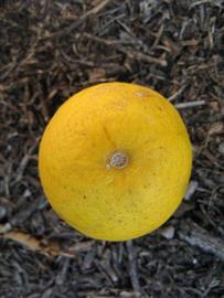              Fruit (Winter Haven, FL)       