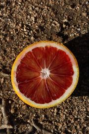              Fruit (Riverside, CA)       