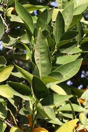            Sun leaves (Riverside, CA)   