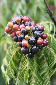              Fruit (Riverside, CA)       