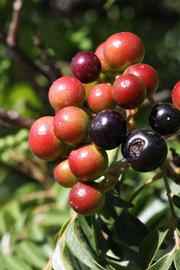            Fruit of  Murraya koenigii         (Riverside, CA)   