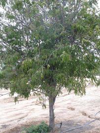            Habit (Riverside, CA)   