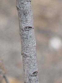              Second - third year twig (Riverside, CA)       