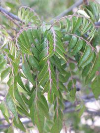              Sun leaves (Riverside, CA)       