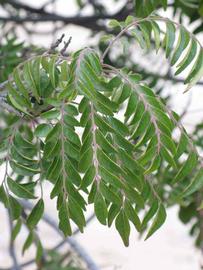              Sun leaves (Riverside, CA)       