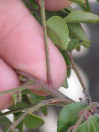              Petiole (Riverside, CA)       