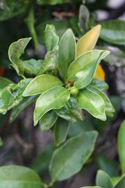            Sun leaves (Riverside, CA)   