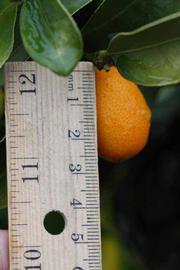              Fruit (Riverside, CA)       