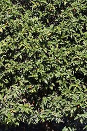            Habit (Riverside, CA)   