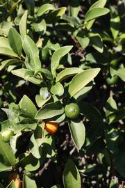              Sun leaves (Riverside, CA)       