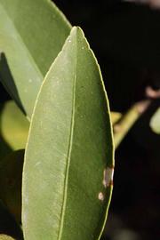              Margin (Riverside, CA)       