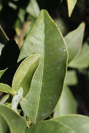              Unifoliolate leaf (Riverside, CA)       