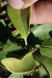              Unifoliolate leaf (Riverside, CA)       