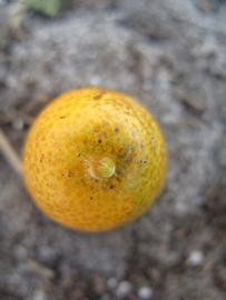              Fruit (Winter Haven, FL)       