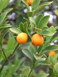            Fruit (Riverside, CA)   