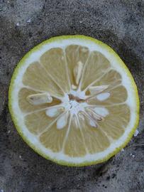              Fruit of  Citrus taiwanica          (Nanshô-daidai, Winter Haven, FL)       