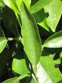            Unifoliolate leaf of  Citrus taiwanica           (Nanshô-daidai, Riverside, CA)   