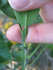              Petiole (Winter Haven, FL)       