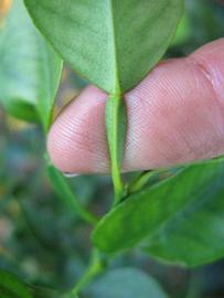              Petiole (Winter Haven, FL)       