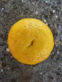              Fruit (Winter Haven, FL)       