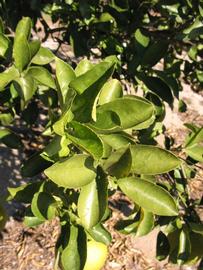            Sun leaves (Winter Haven, FL)   