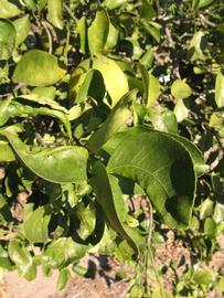            Sun leaves (Winter Haven, FL)   