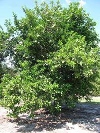            Habit (Winter Haven, FL)   