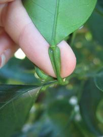              Petiole (Winter Haven, FL)       