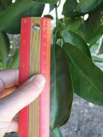              Unifoliolate leaf (Winter Haven, FL)       