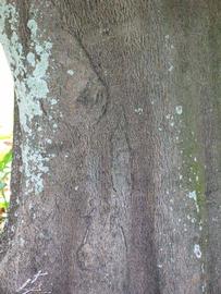            Bark (Winter Haven, FL)      